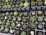 10 X DIFFERENT MIXED CACTUS COLLECTION INDOOR PLANTS IN 7CM POTS EASY CARE
