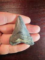Wonderful 2.46" Fossil ANGUSTIDENS Shark Tooth-Summerville, SC