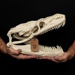 Titanoboa Skull Replica Life Size Giant Snake Skull Prehistoric Fossil