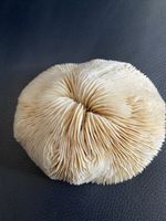 Natural White Ocean Mushroom Fungia Skeleton Coral Sea Life Aquarium 5.5 X4.5 In
