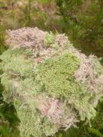 Fresh Welsh Live Sphagnum Moss 1L Orchids Propagation Moss Poles Terrarium