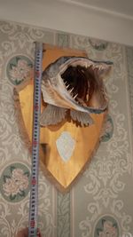 A vintage taxidermy pike head trophy