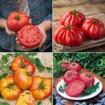 Beefsteak Tomato Seeds - Huge Selection of Varieties