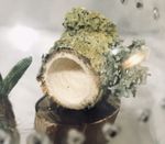 spider/reptile hide Wooden Log  with magnets Jumping Spider 16MM 🕷 Enclosure