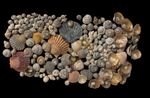 180 Mixed Shells From Isle of Wight Various Sizes Ideal for Craft Projects