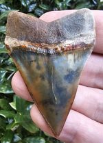 Peruvian Hubbelli Shark Tooth Fossil 2.5" Peru Not Megalodon