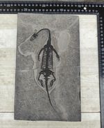 Keichousaurus Skeleton Fossil Triassic Reptile Dinosaur Bones China