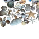 Large Collection Sea Shells Good Size