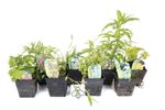 Lincolnshire Pond Plants Marginal 8 Pack 1Ltr Potted