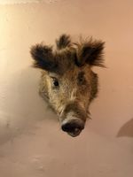 Taxidermy Antique Large Heavy Wall Mounted  Wild Boar 19" /475xm  back to tip 
