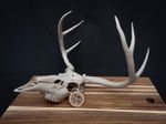 Life Size Deer Skull Replica Kit – Realistic 3D Printed Deer Skull Bone Display