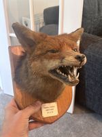 Vintage Taxidermy Snarling Mounted Fox Head