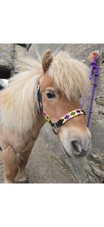 Polo Head Collar in Top Leather Colour Black Size Mini Shetland