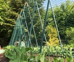 GardenSkill Bean Buddy HD  Pea & Bean Support Frame H: 2.4m L: 1.2m W:0.75m