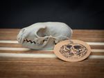 Life Size Pine Marten Skull Replica – Realistic 3D Printed Bone Model Display