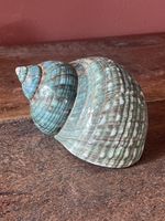 Large Green Turbo Turban Sea Shell Polished Mother of Pearl Natural 4 Inch