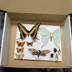 Box8 Mix grade insect collection. Moth butterfly beetle artwork bugs taxidermy