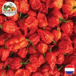 Fresh Carolina Reaper Chilli Peppers - Fiery & Hot Red Peppers for Hot Sauce