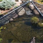 Pondsafe Pondshelter Koi and Pond Protector Net Pyramid Frame Keeps Leaves Out