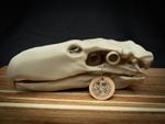 3D Printed Terror Bird Skull Replica – Scaled Down Bone Model Display