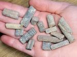 15 UK Crinoid Fossils Marine Dinosaur Age. Nice collection & detail Ref701