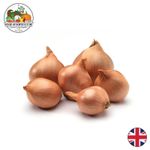 Fresh British Round Shallots - Perfect for Pickling & Preserving - avg. 25-45mm