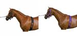 WEATHERBEETA KINCADE 4 PIECE LUNGE LUNGING KIT CAVESSON/ROLLER/SIDE REINS/LINE