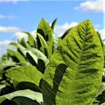 Burley Tobacco 500 seeds – Heirloom Tobacco Plant – Nicotiana Tabacum