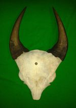 RARE FOREST DWARF BUFFALO SKULL HORNS Africa Safari Trophy Hunting Taxidermy