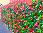 15 Red Robin Hedging Photinia Evergreen Plants Fast Growing 25-40cm Potted