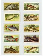 Brooke Bond Freshwater Fish 1960 Full Set 50 Tea Cards Original Blue Back