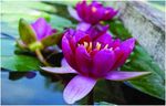 Pygmaea Rubra water lily - pond plants - DW10