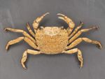 Rice Crab Taxidermy - (Multiple options available)