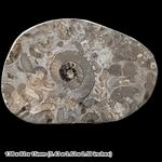 Echioceras Ammonite Fossil Polished Lyme Regis Dorset UK Lower Lias Jurassic