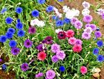 2200 seeds Cornflower dwarf double Polka Dot mixed+4" FREE REUSABLE PLANT LABEL