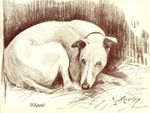 1930s Antique Whippet Print Vintage Nina Scott Langley Whippet Dog Art 3522-P