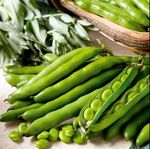 Broad Bean 'Aquadulce Claudia' – 50 Hardy Seeds for Autumn & Winter Sowing