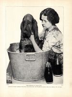 1930s Antique Bloodhound Print Vintage Bathtub Bathing Dog 6542d