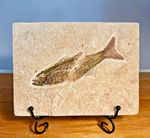 Fossil fish on matrix. Circa 48 m.y.o. Species  Mioplosus. 4046