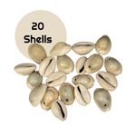 Cowrie shells,  Drilled Craft Seashells, Beads, jewellery One holes  SH22 X 20