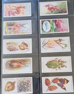 Ogdens Cigarette Cards Zoo Studies Issued 1937 Complete Set