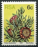 SOUTH AFRICA 1977 SG419b. 6c. SUCCULENTS - PROTEA CANALICULATA -  MNH