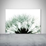 Tulup Kitchen Glass Splashback 100x70 Dandelion seeds