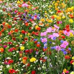 5Kg Wildflower Seeds Wild Flower Meadow seed mix Free Fast Post Just Pure Seeds