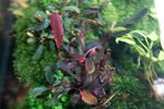 Bucephalandra Brownie Ghost 2011 