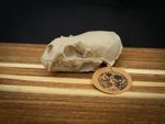 Life Size River Otter Skull Replica – Realistic 3D Printed Bone Model Display