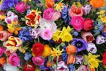 50 Bulbs Mixed Bag Of  Different types Of Spring Flowering Perennial Garden