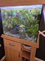 Aquarium Full Set Up Oakstyle 123 Litre Everything Included Fish Tank LED Light
