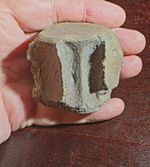 Great Tylosaurus Mososaur Vertebrae Texas Ozan Fossil Mosasaur
