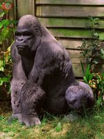 LARGE SILVERBACK GORILLA, Vivid Arts Real Life Like Home/Garden Ornament. Size A